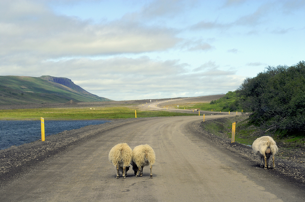 Leinwand „Schafe in Island“